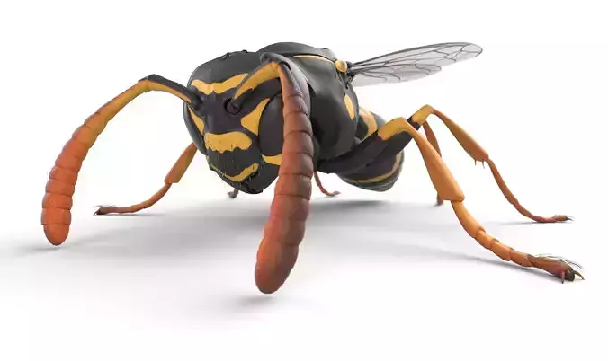 Wasp