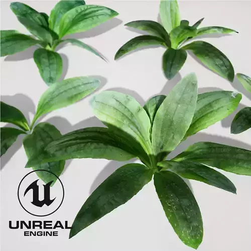 Realistic Plants 23- UE4 Asset and FBX Files Low-poly 3D model