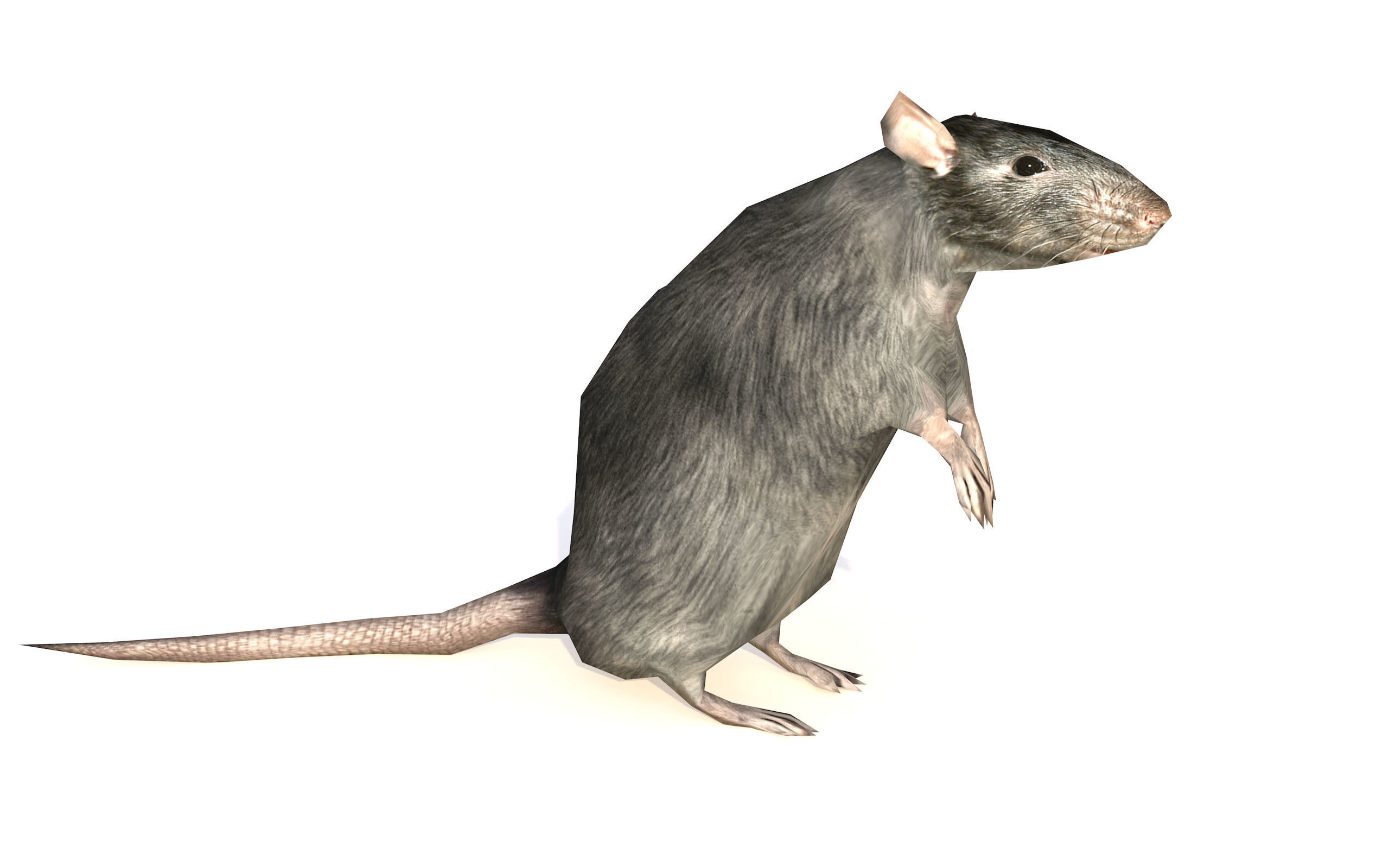 Low-Poly Rat Rigged-Animated Mouse 3D Model Low-poly 3D model_2