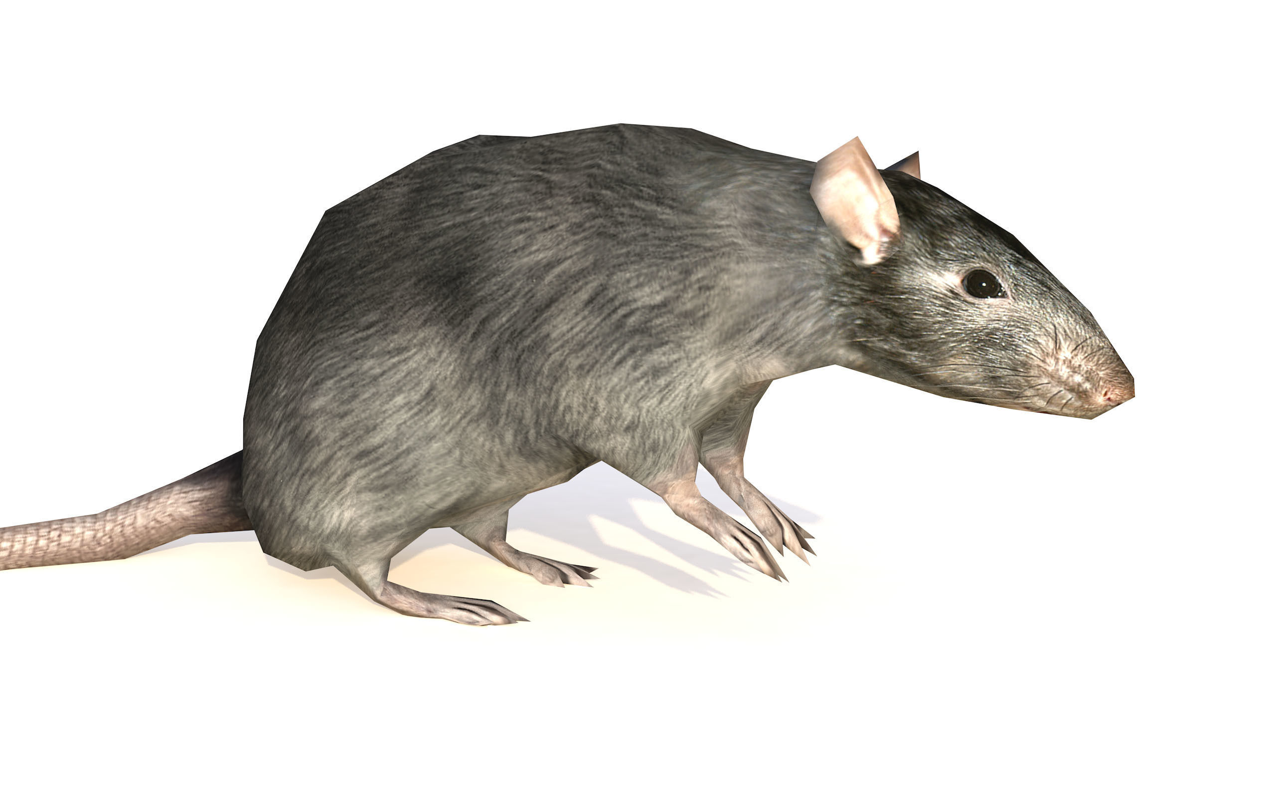 Low-Poly Rat Rigged-Animated Mouse 3D Model Low-poly 3D model_5