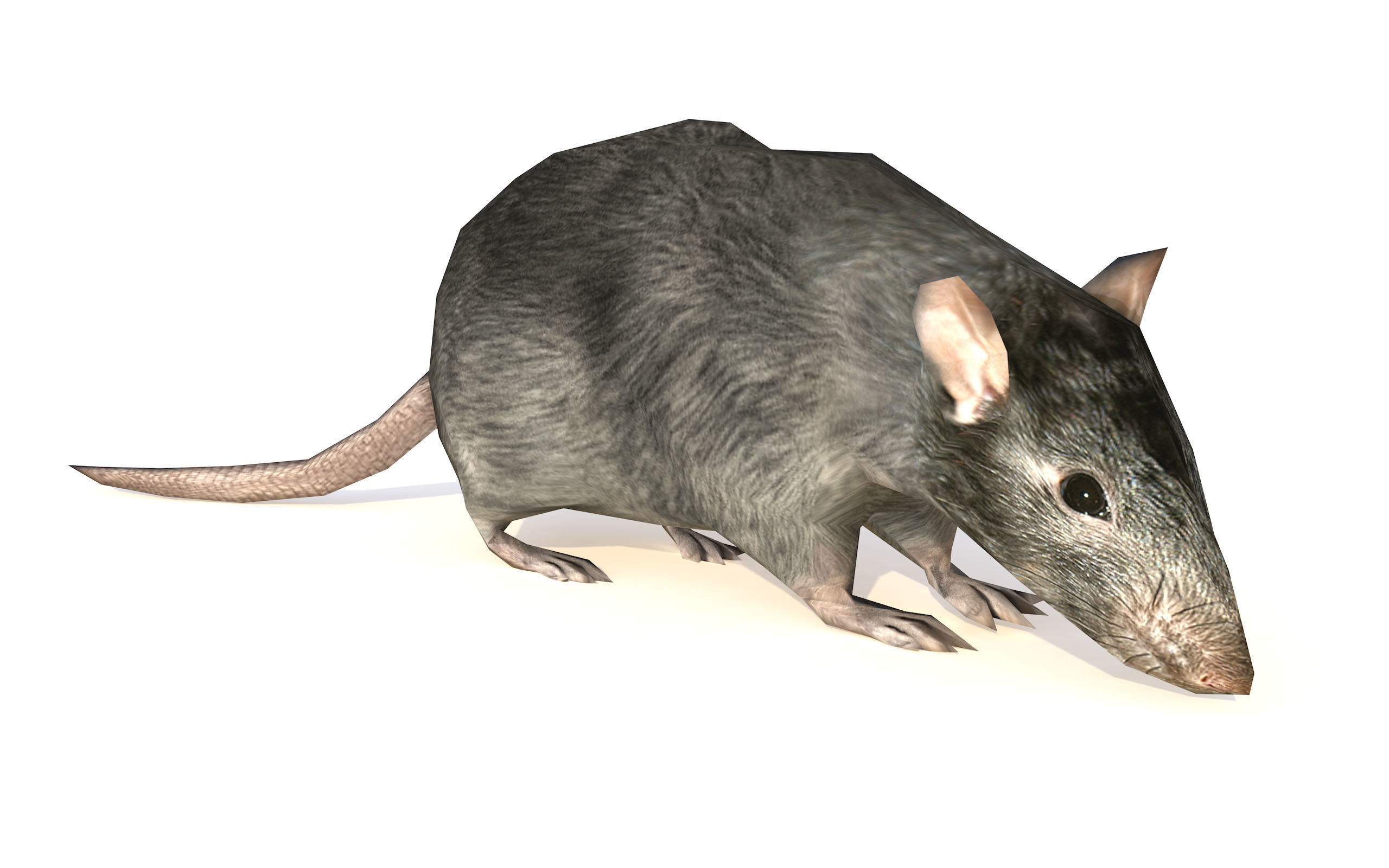 Low-Poly Rat Rigged-Animated Mouse 3D Model Low-poly 3D model_1
