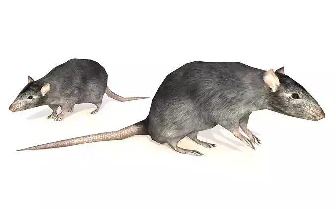 Low-Poly Rat Rigged-Animated Mouse 3D Model Low-poly 3D model