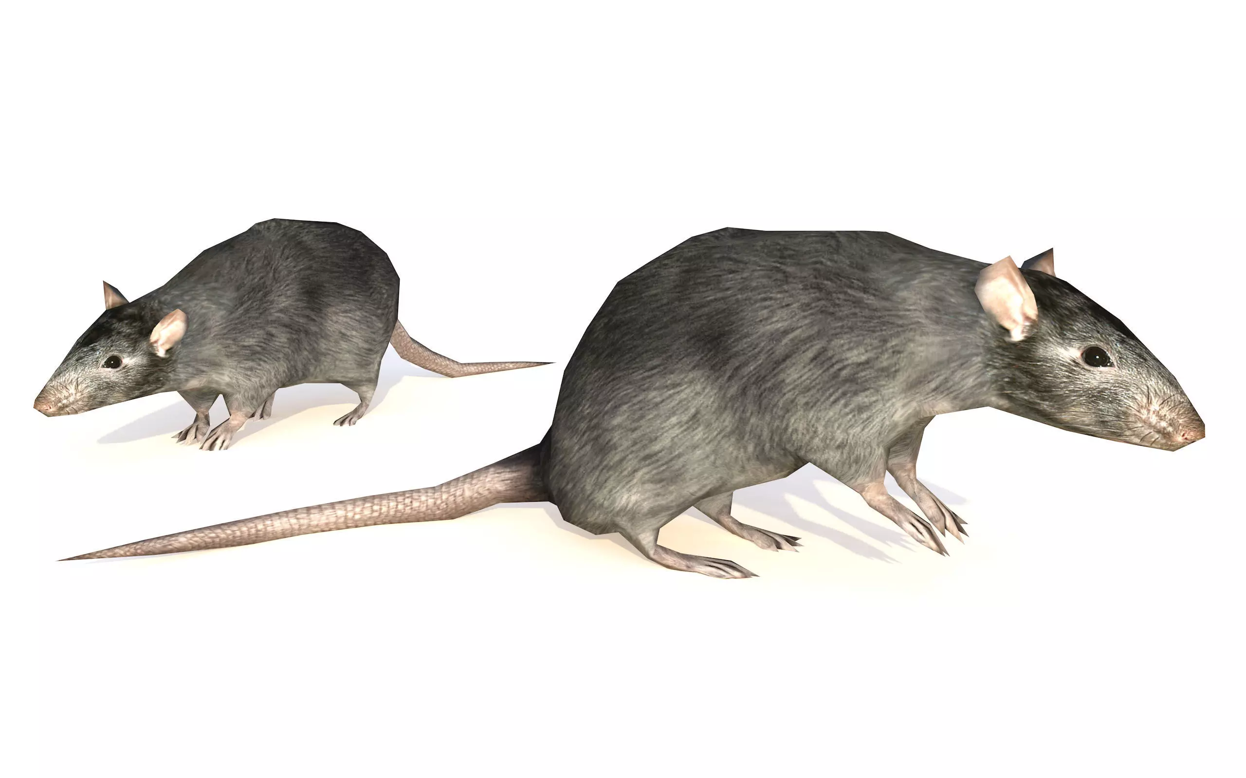 Low-Poly Rat Rigged-Animated Mouse 3D Model Low-poly 3D model_0