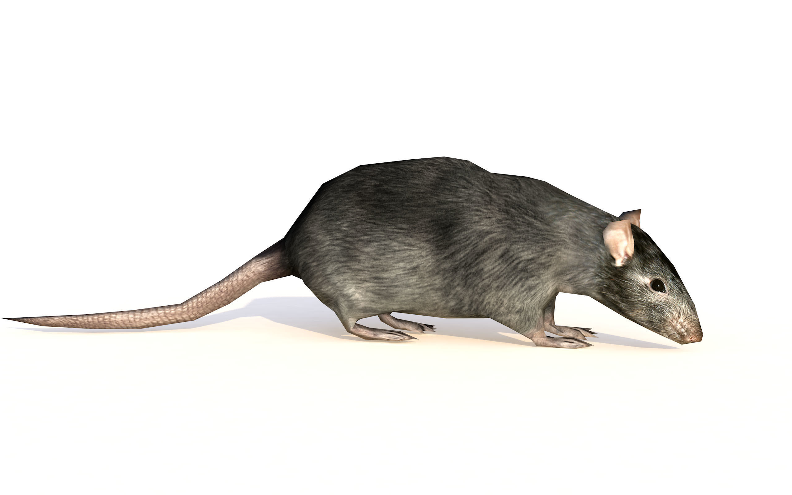 Low-Poly Rat Rigged-Animated Mouse 3D Model Low-poly 3D model_3