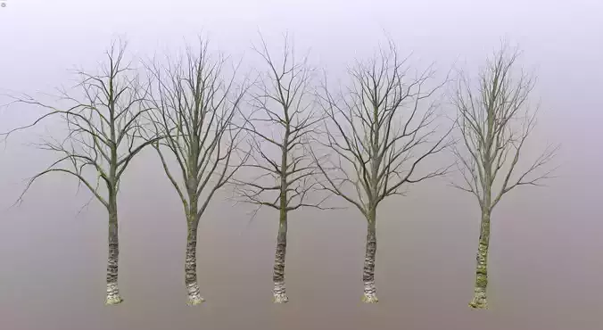 Old Forest Trees Scan