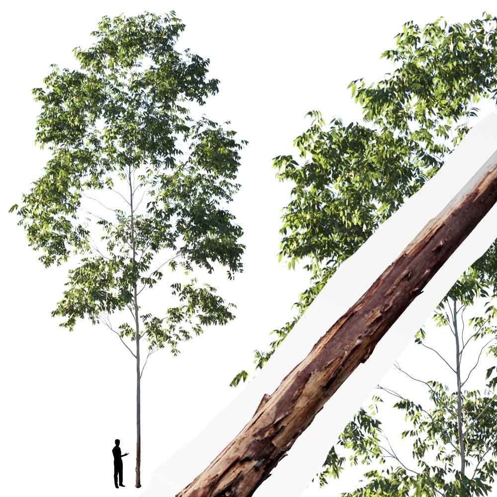 Realistic Tree 01- UE4 Asset and FBX Files Low-poly 3D model Low-poly 3D model_1