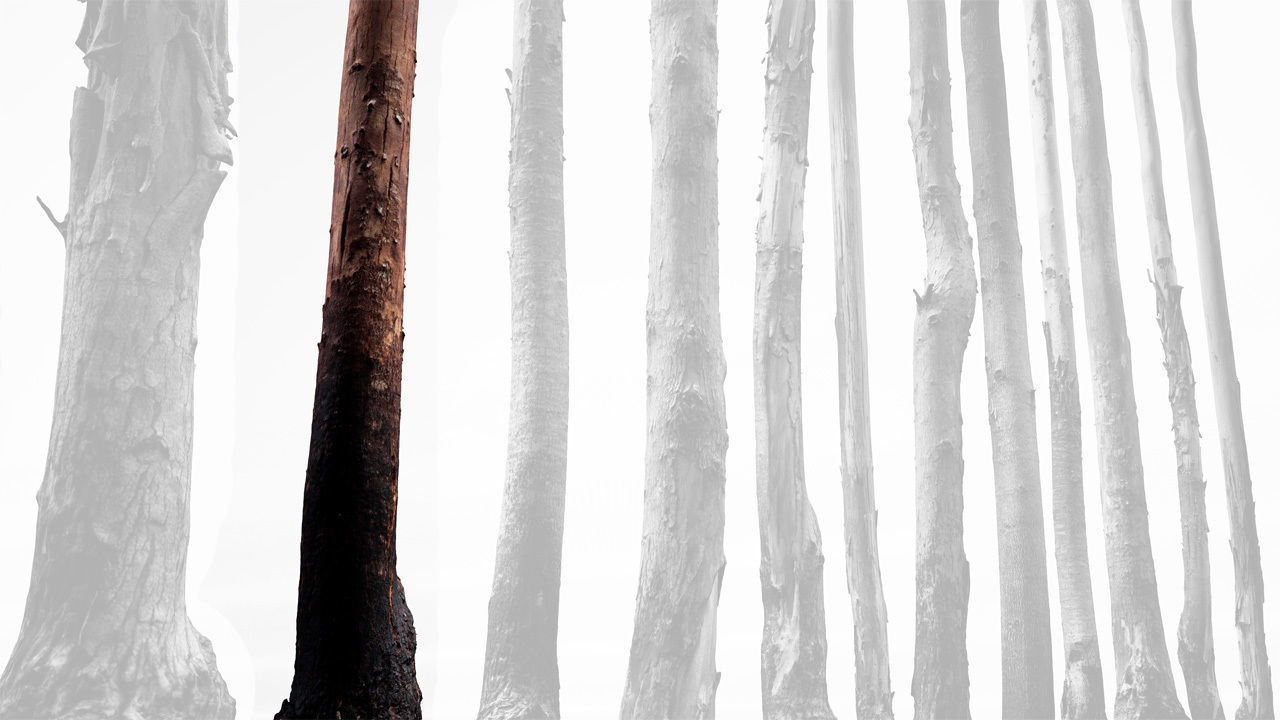 Realistic Tree 02- UE4 Asset and FBX Files Low-poly 3D model Low-poly 3D model_3