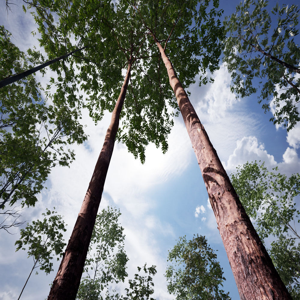 Realistic Tree 02- UE4 Asset and FBX Files Low-poly 3D model Low-poly 3D model_2