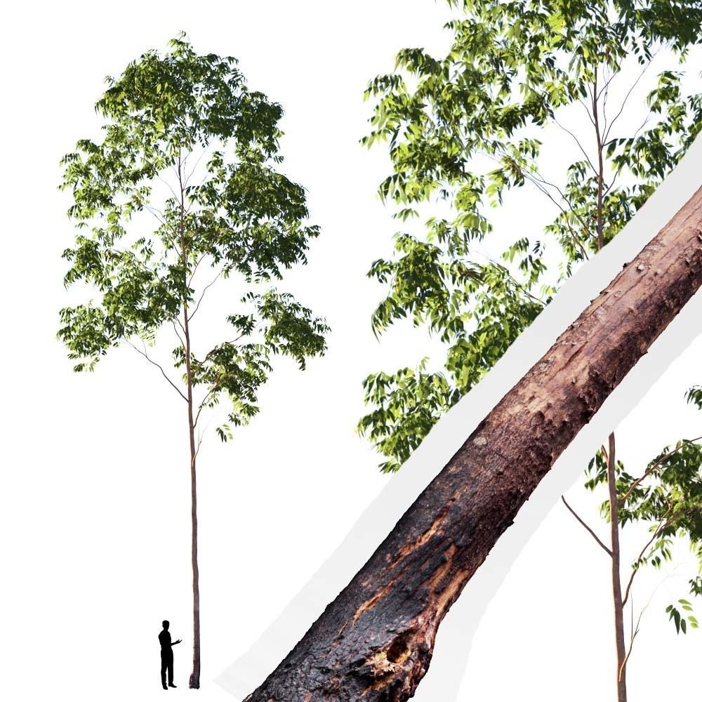 Realistic Tree 02- UE4 Asset and FBX Files Low-poly 3D model Low-poly 3D model_1