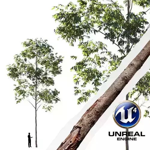 Realistic Tree 03- UE4 Asset and FBX Files Low-poly 3D model