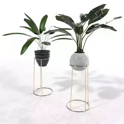 Plant set 2 two potted plants