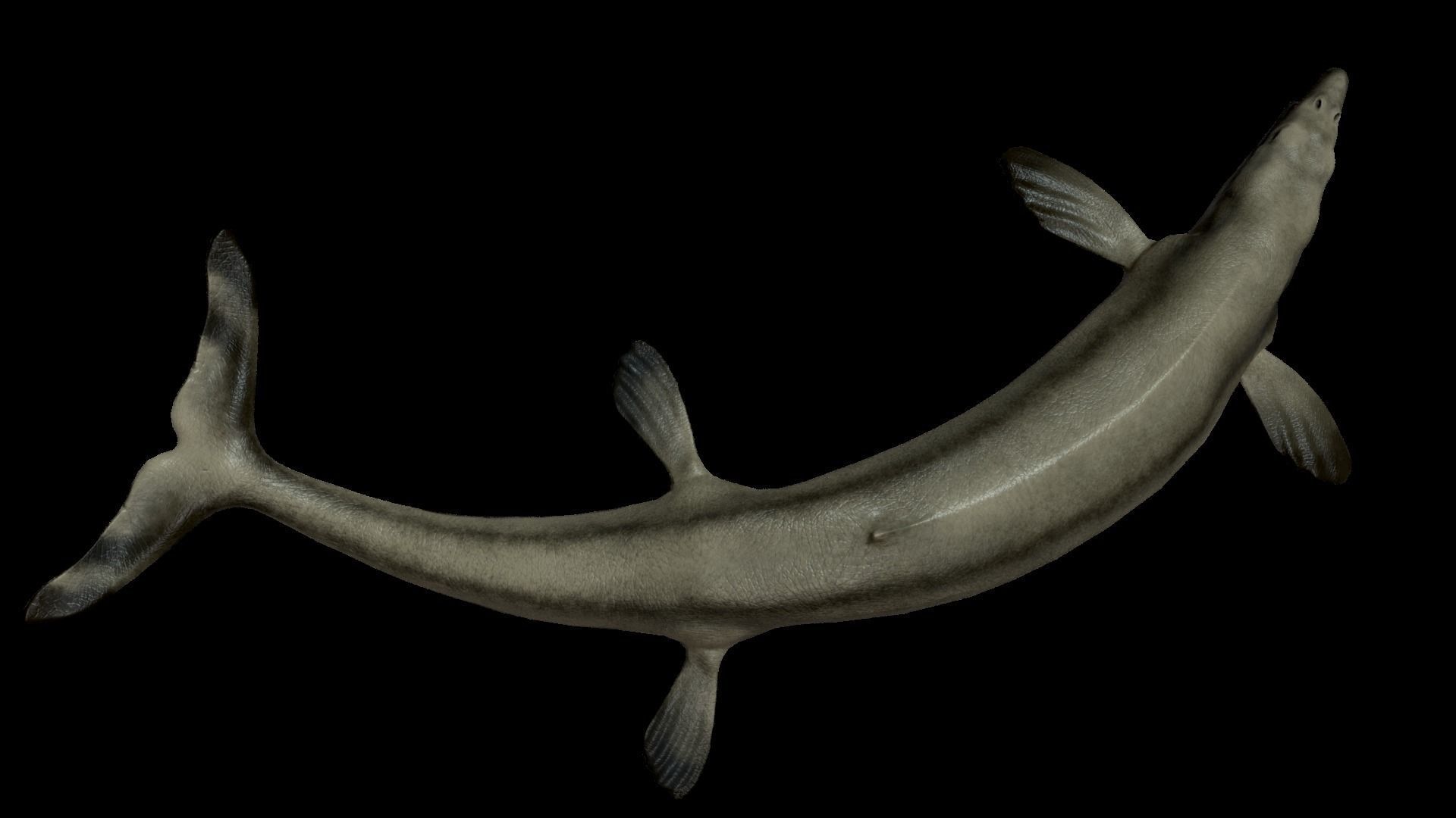 Basilosaurus Asset Pack Low-poly 3D model_4