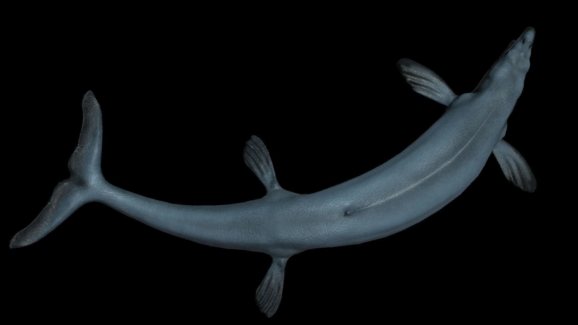 Basilosaurus Asset Pack Low-poly 3D model_3