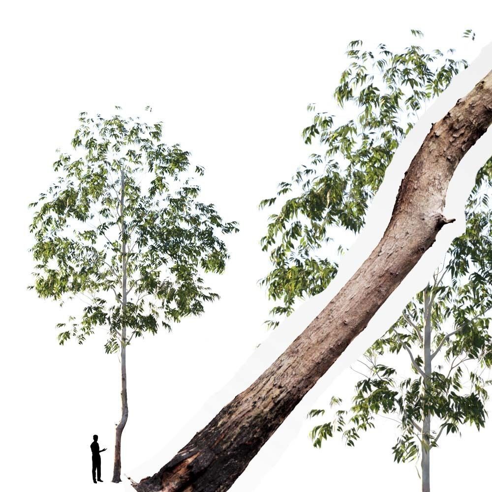 Realistic Tree 05- UE4 Asset and FBX Files Low-poly 3D model Low-poly 3D model_1