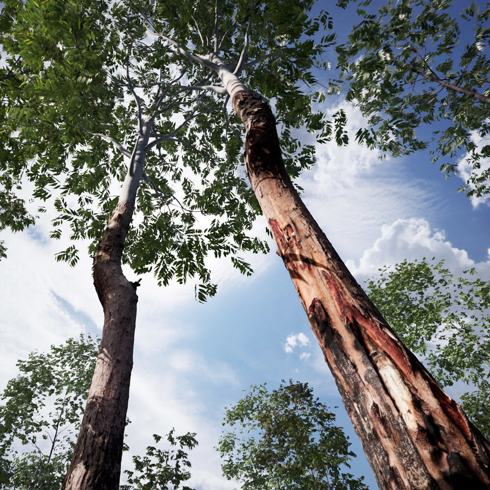 Realistic Tree 05- UE4 Asset and FBX Files Low-poly 3D model Low-poly 3D model_2