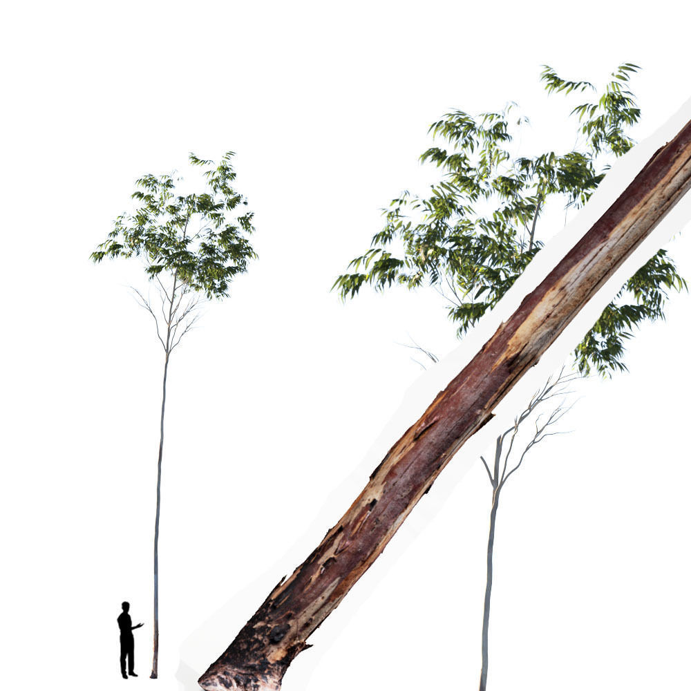 Realistic Tree 08- UE4 Asset and FBX Files Low-poly 3D model Low-poly 3D model_1