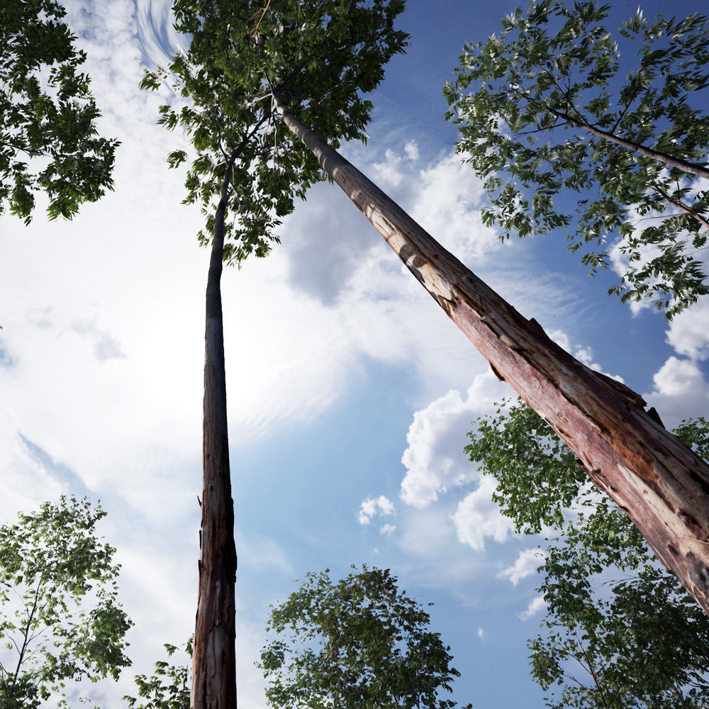 Realistic Tree 08- UE4 Asset and FBX Files Low-poly 3D model Low-poly 3D model_2