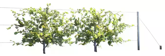 Wine Plant Vineyard Grapes fruits v1 3d model