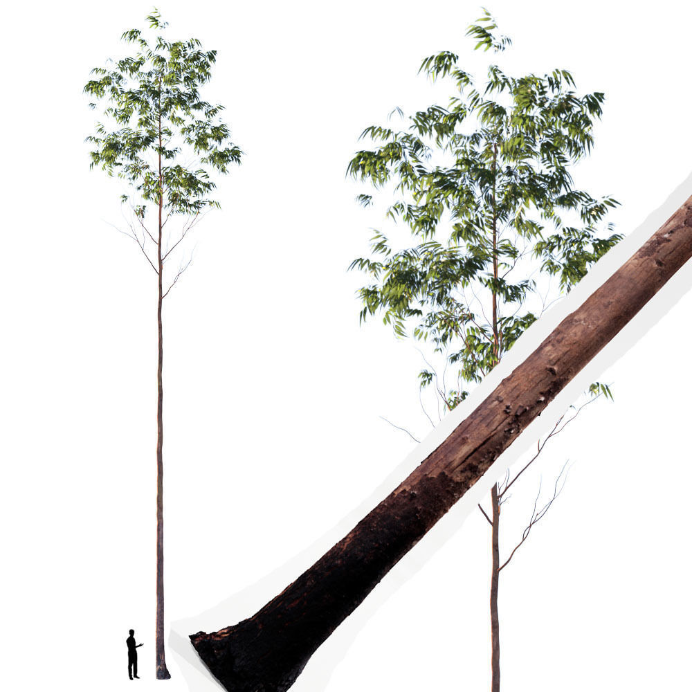 Realistic Tree 10- UE4 Asset and FBX Files Low-poly 3D model Low-poly 3D model_1