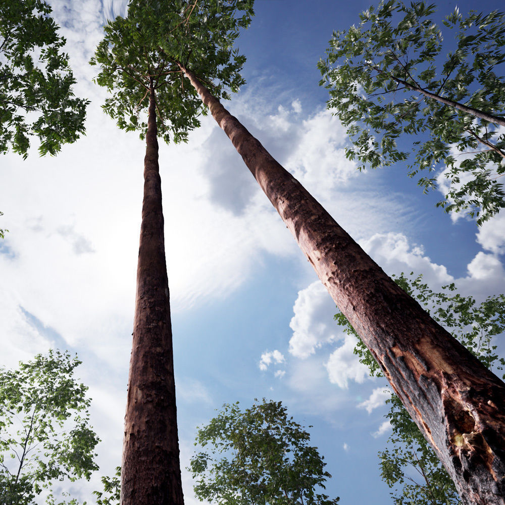 Realistic Tree 10- UE4 Asset and FBX Files Low-poly 3D model Low-poly 3D model_2