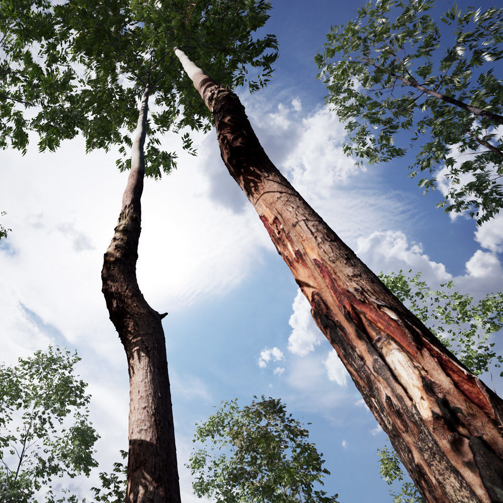 Realistic Tree 13- UE4 Asset and FBX Files Low-poly 3D model Low-poly 3D model_2