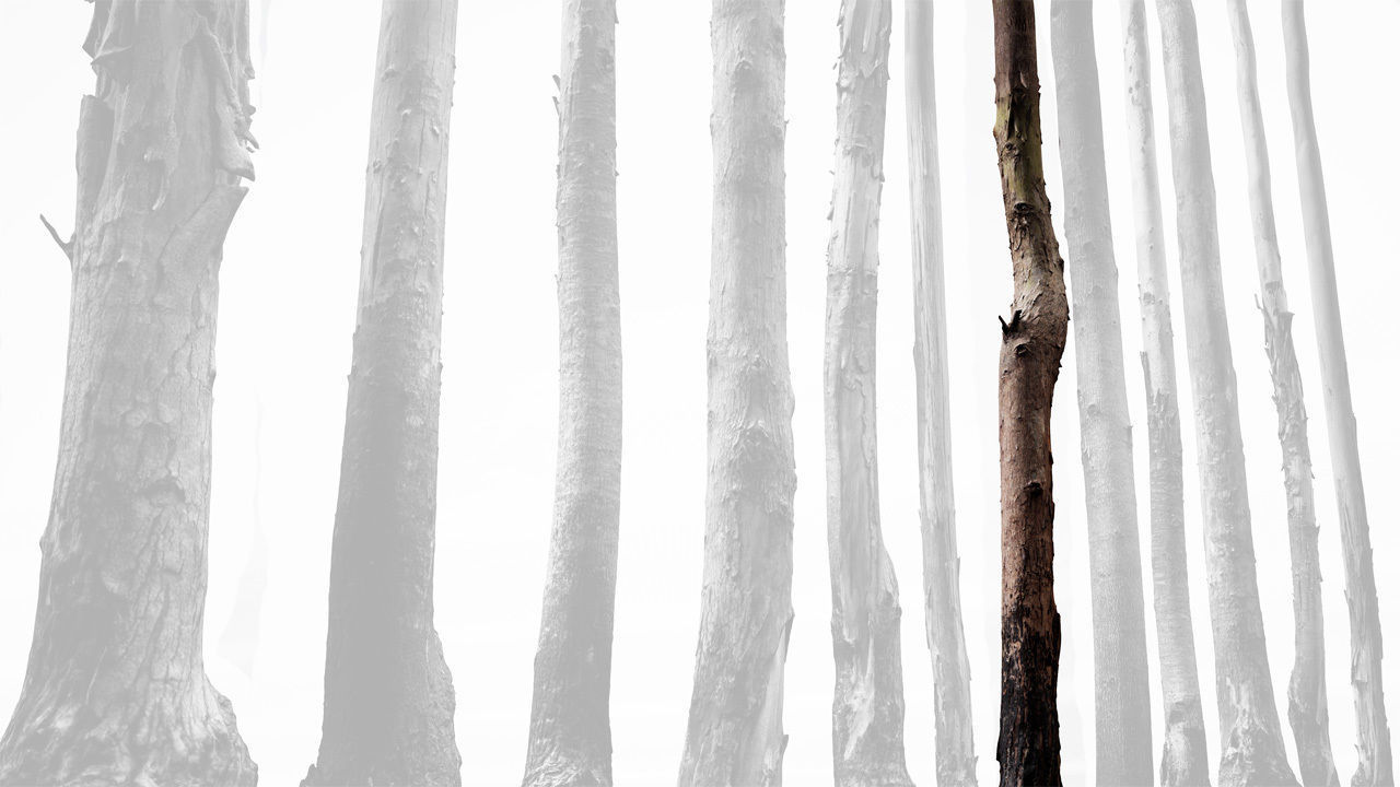 Realistic Tree 13- UE4 Asset and FBX Files Low-poly 3D model Low-poly 3D model_3