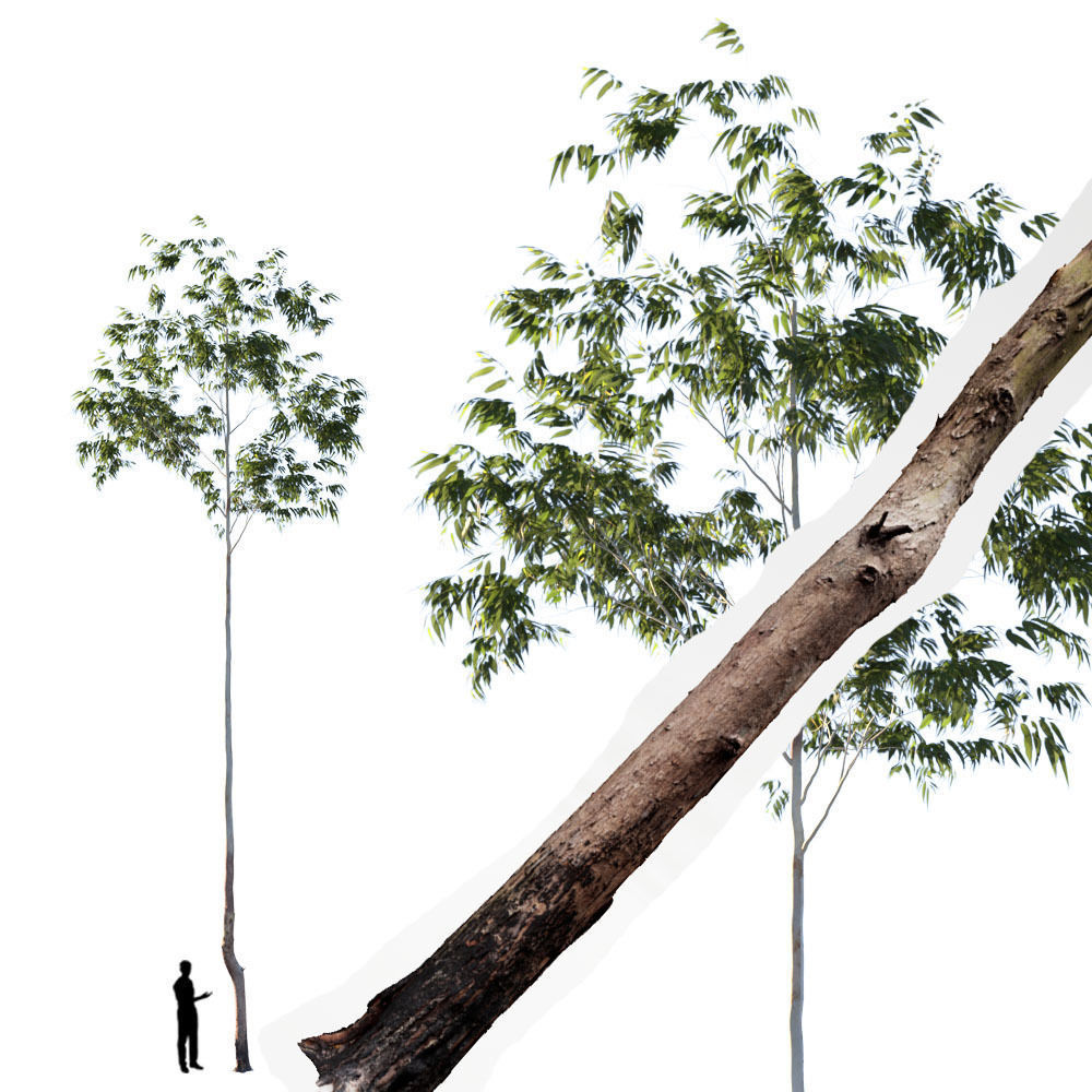 Realistic Tree 13- UE4 Asset and FBX Files Low-poly 3D model Low-poly 3D model_1