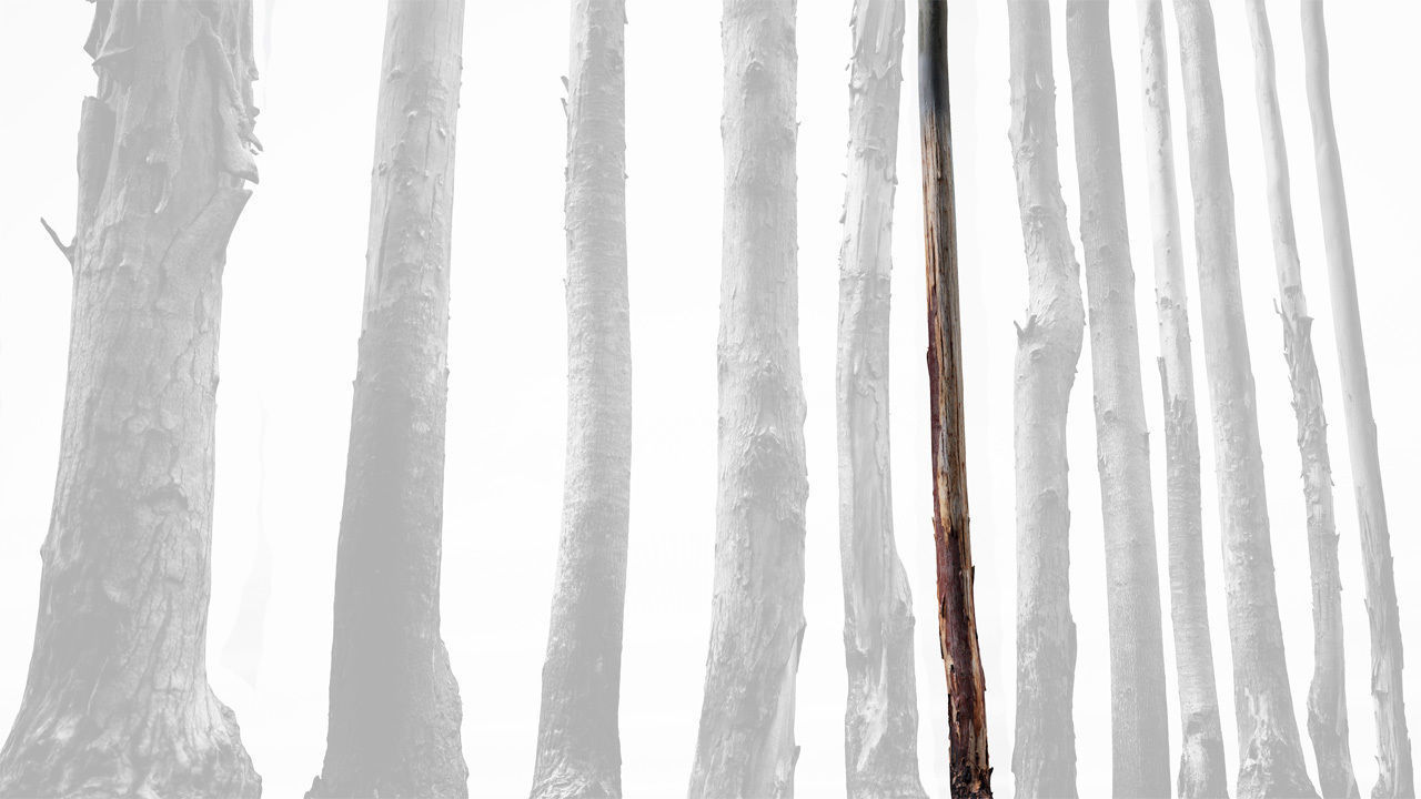 Realistic Tree 14- UE4 Asset and FBX Files Low-poly 3D model Low-poly 3D model_3