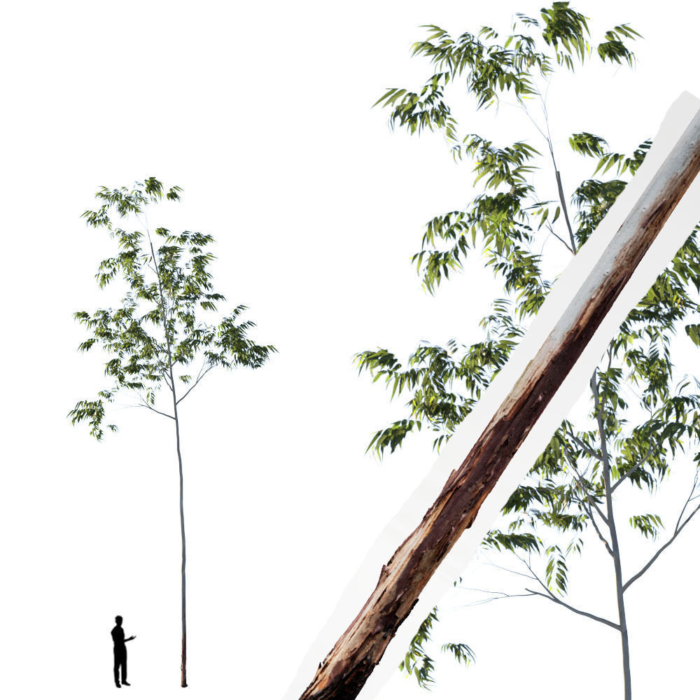 Realistic Tree 14- UE4 Asset and FBX Files Low-poly 3D model Low-poly 3D model_1