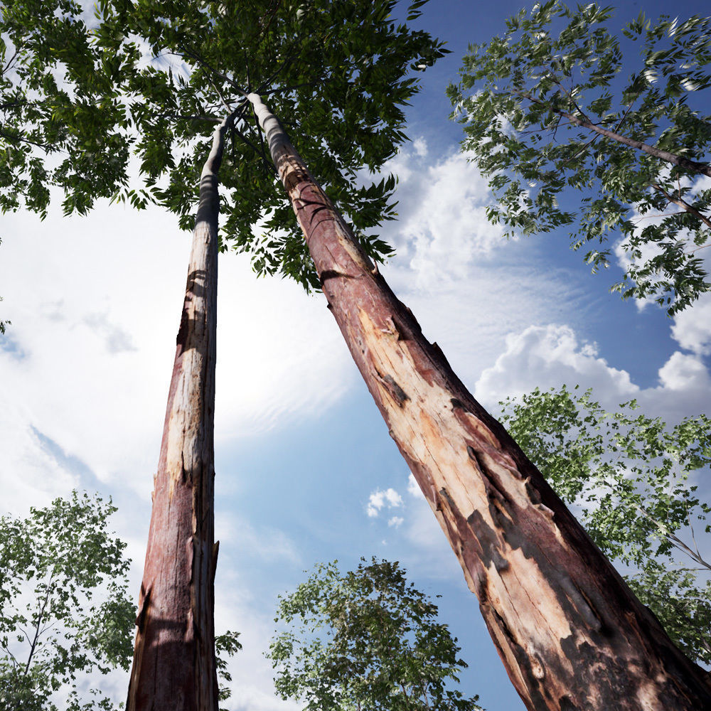 Realistic Tree 14- UE4 Asset and FBX Files Low-poly 3D model Low-poly 3D model_2