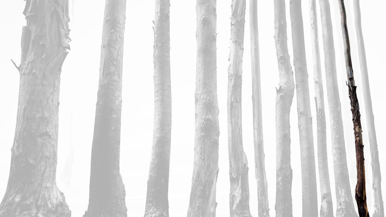 Realistic Tree 15- UE4 Asset and FBX Files Low-poly 3D model Low-poly 3D model_3