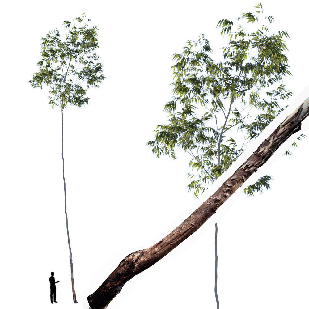 Realistic Tree 15- UE4 Asset and FBX Files Low-poly 3D model Low-poly 3D model_1