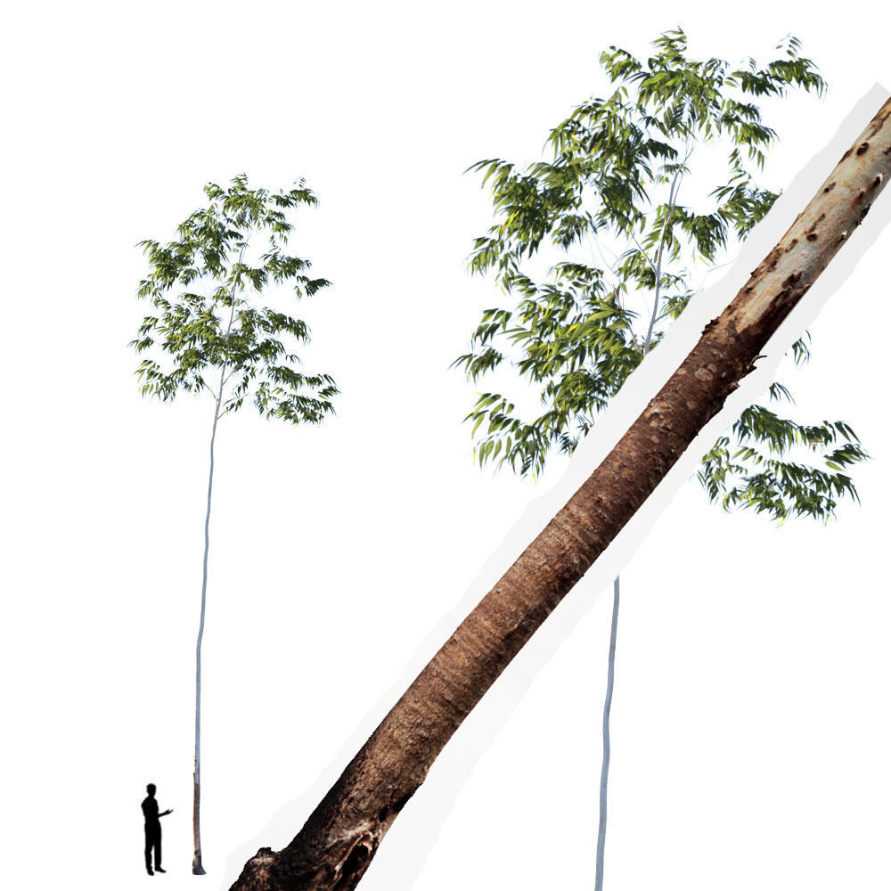 Realistic Tree 17- UE4 Asset and FBX Files Low-poly 3D model Low-poly 3D model_1