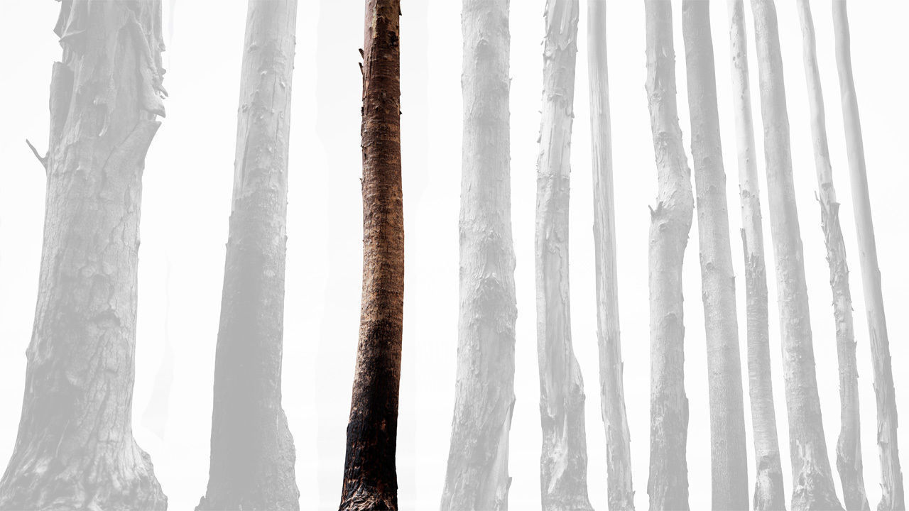 Realistic Tree 17- UE4 Asset and FBX Files Low-poly 3D model Low-poly 3D model_3