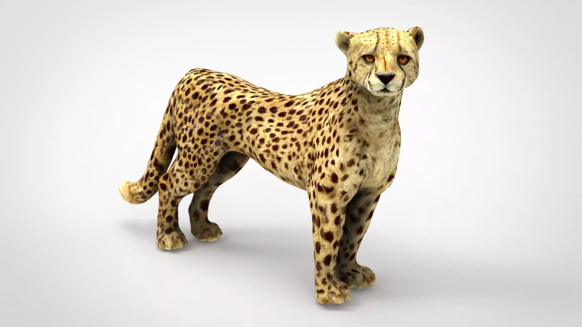 CHEETAH Low-poly 3D model_0