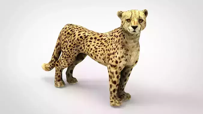 CHEETAH Low-poly 3D model