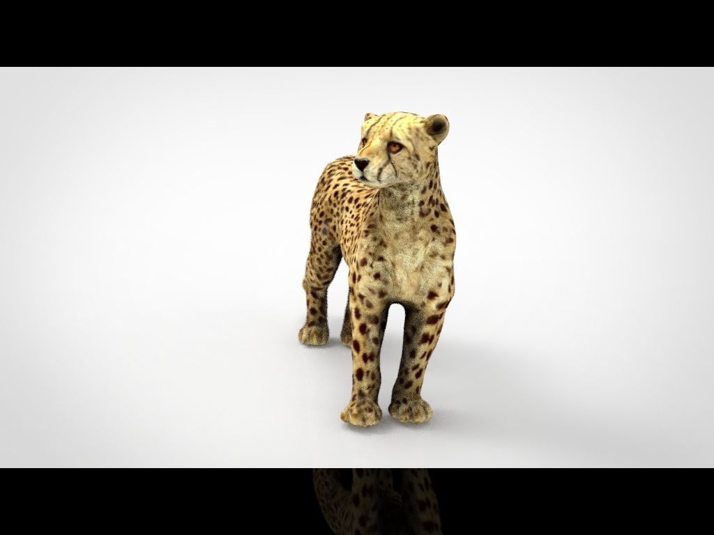 CHEETAH Low-poly 3D model_2