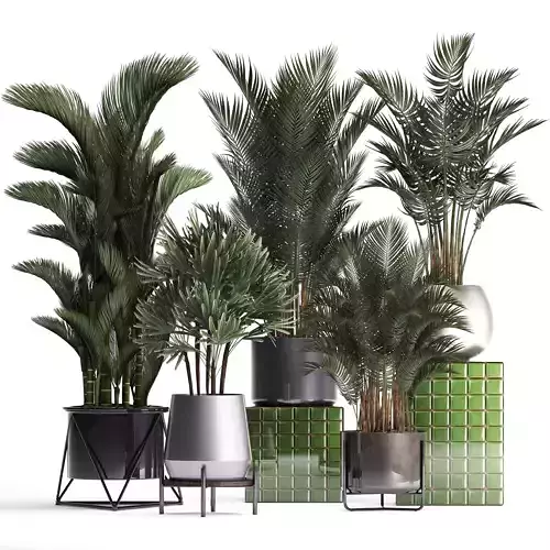 Collection of Exotic plants 352