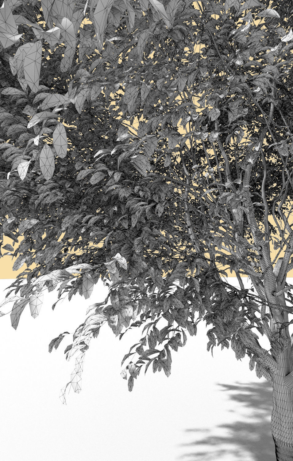 Ficus nitida tree mature 3D model_6