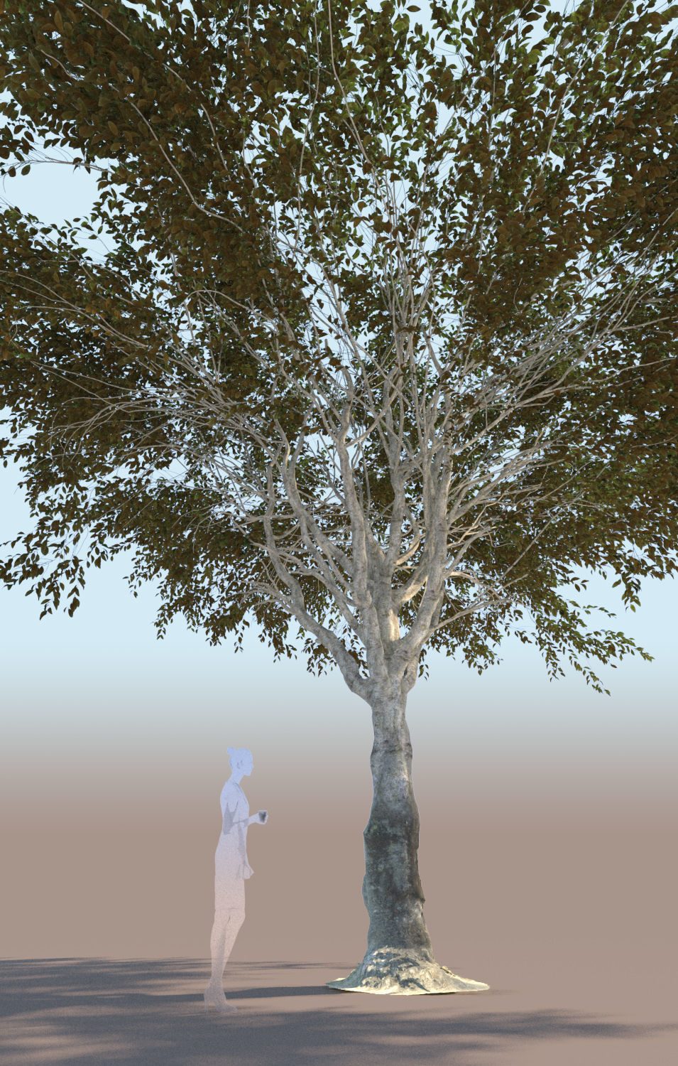 Ficus nitida tree mature 3D model_2