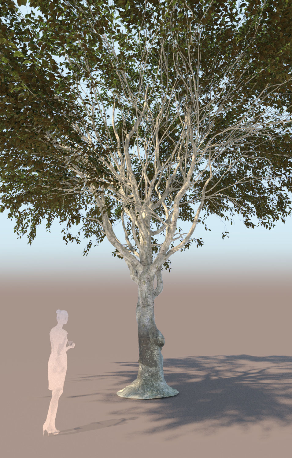 Ficus nitida tree mature 3D model_4