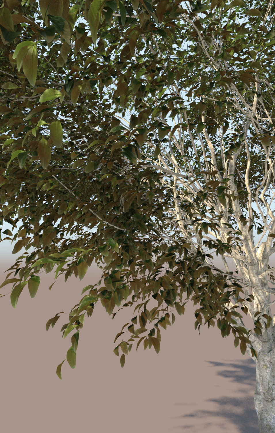 Ficus nitida tree mature 3D model_5
