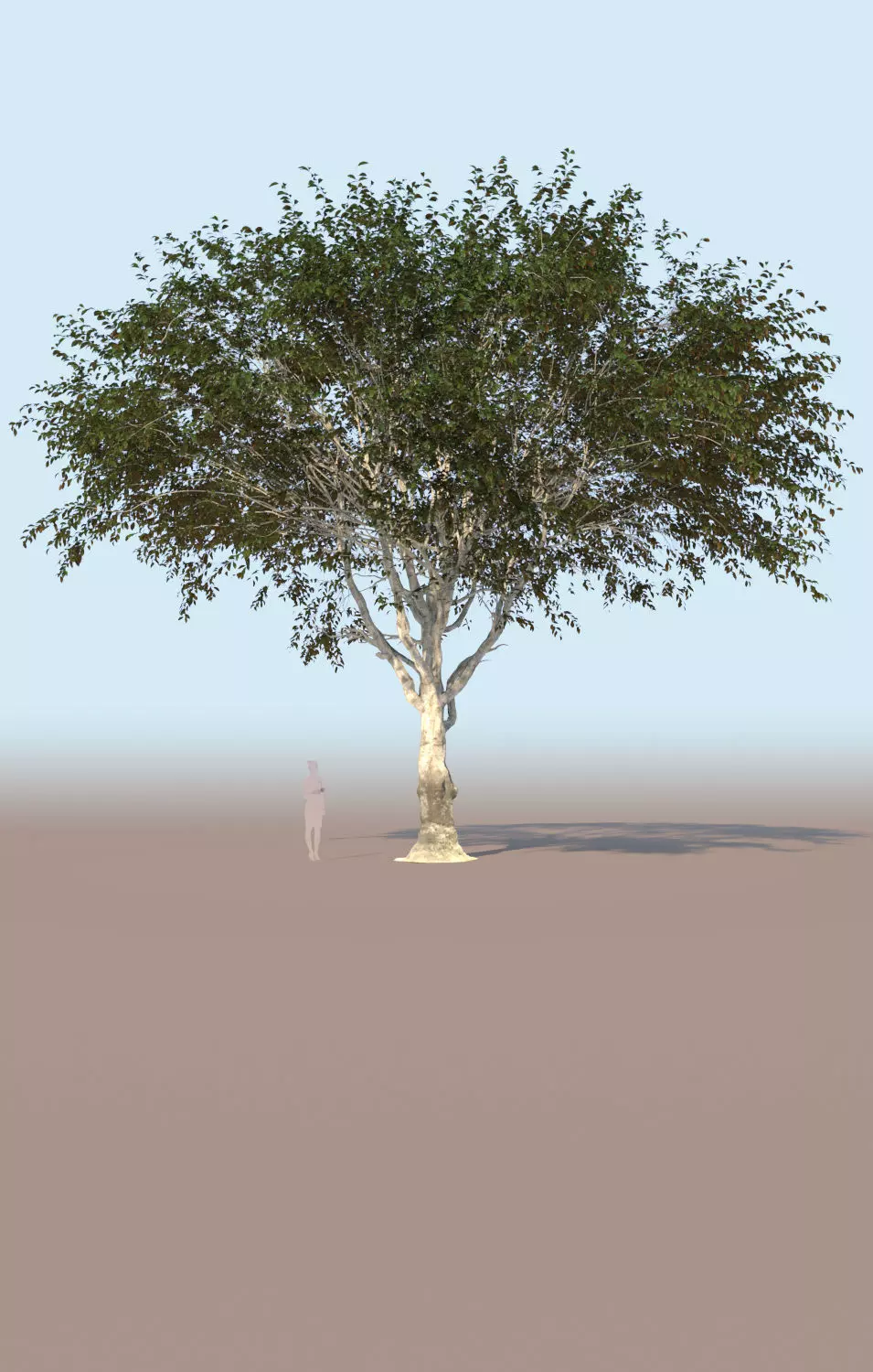 Ficus nitida tree mature 3D model_0