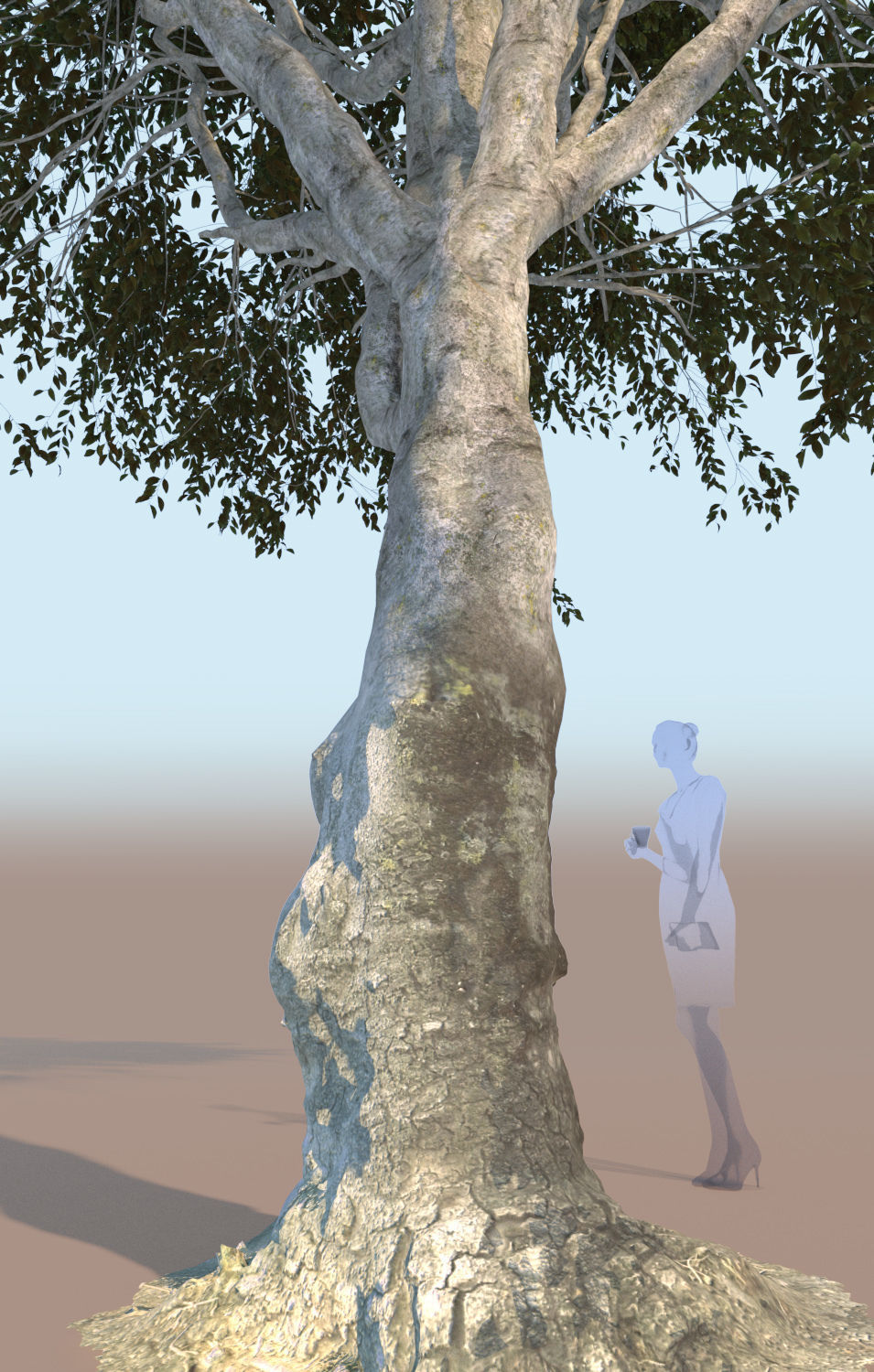 Ficus nitida tree mature 3D model_7