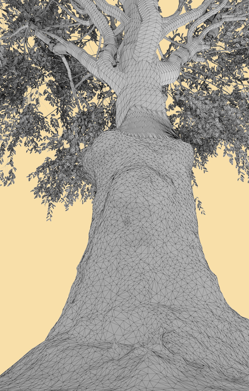 Ficus nitida tree mature 3D model_8