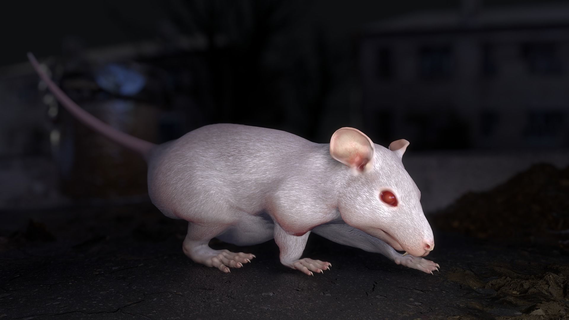 Common Rats Low-poly 3D model_36