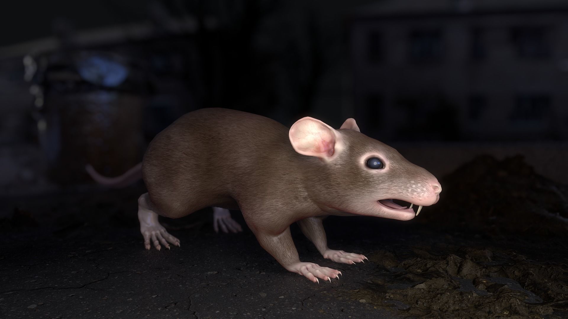 Common Rats Low-poly 3D model_5