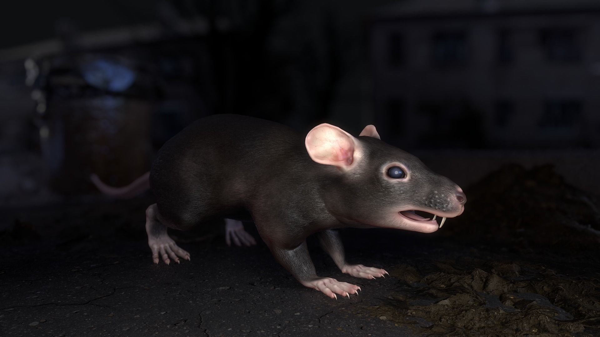 Common Rats Low-poly 3D model_4