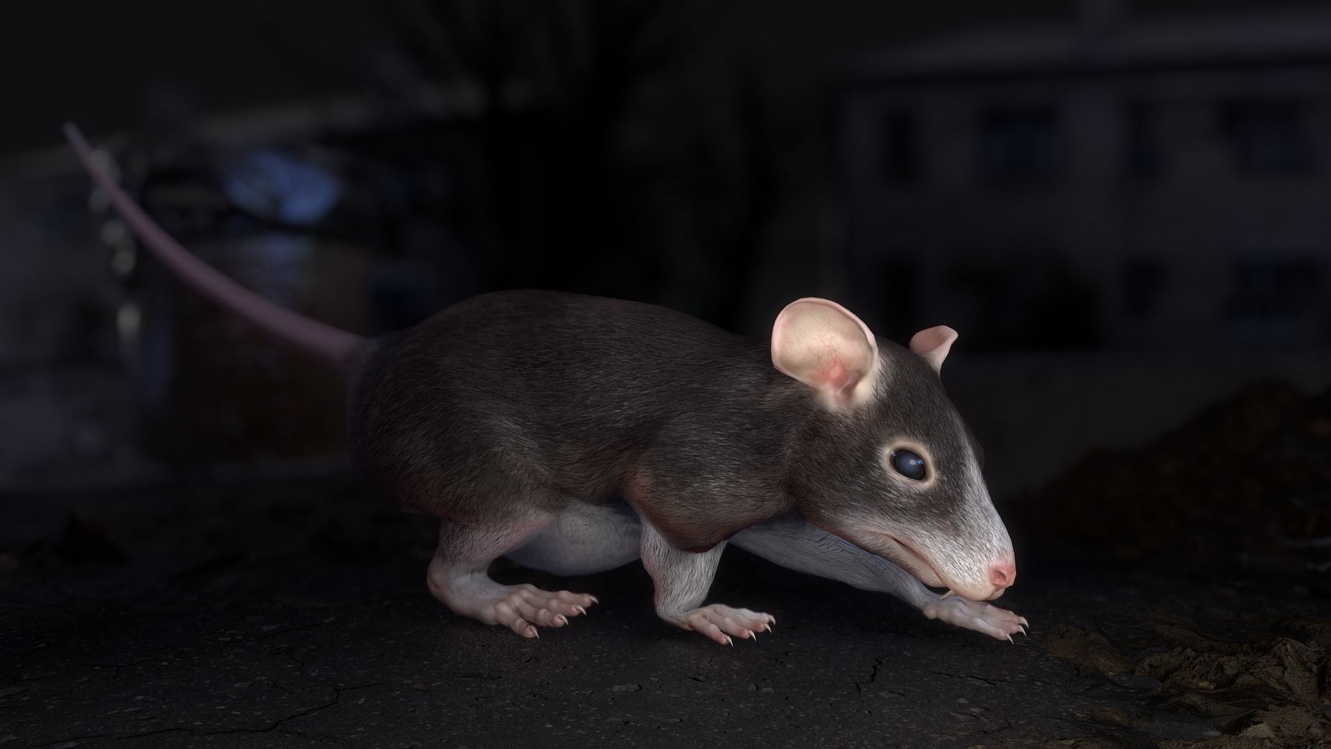Common Rats Low-poly 3D model_35