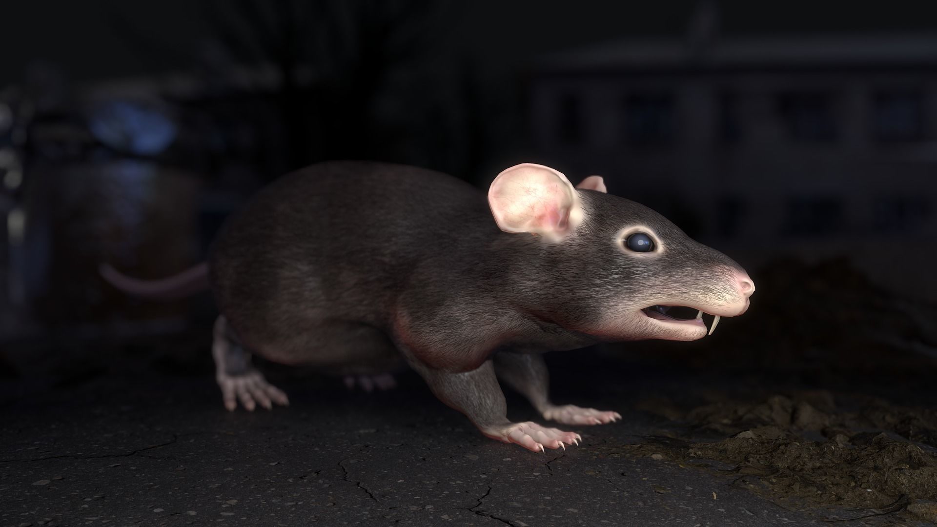 Common Rats Low-poly 3D model_23